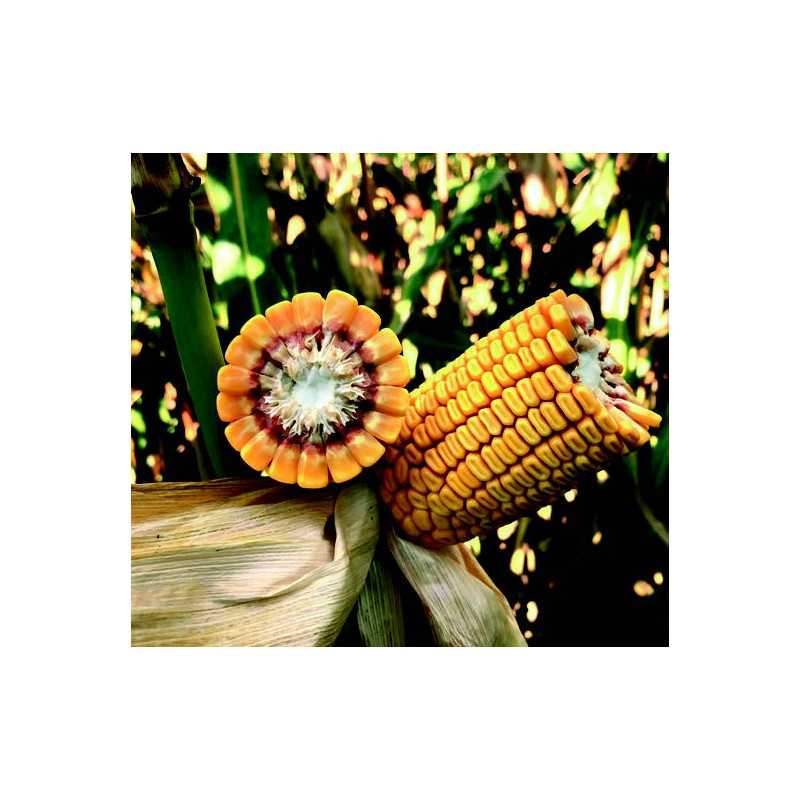 Maïs P9838 indice 420 Maïs P9838 indice 420