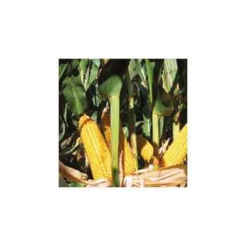 Maïs P9838 indice 420