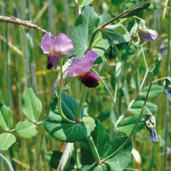 Pois fourrager ARKTA (Bio)