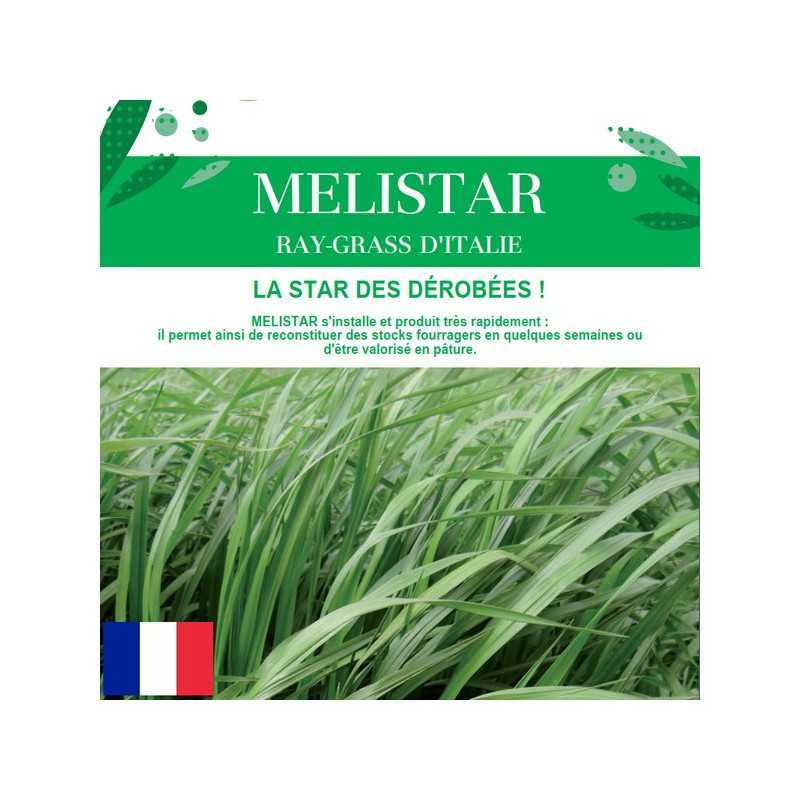 RGI 2N non-alternatif ITAKA, Ray-grass d'Italie