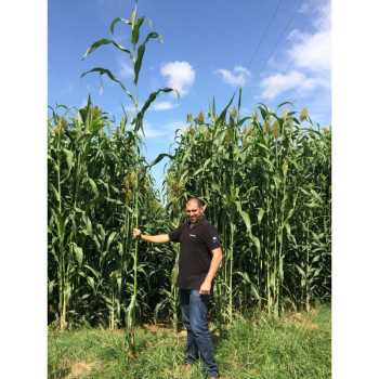Sorgho ensilage - SUCRO 506 
