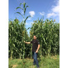 Sorgho ensilage - SUCRO 506 