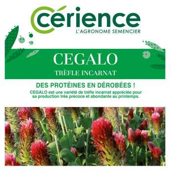 Trèfle incarnat CEGALO