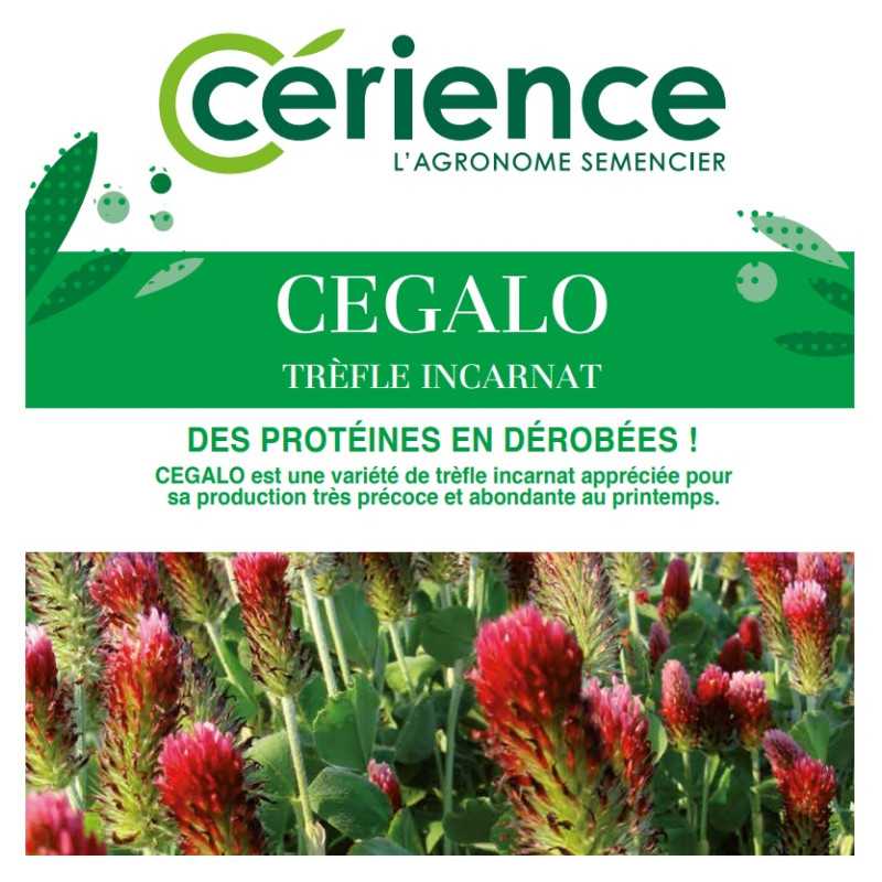 Trèfle incarnat CEGALO