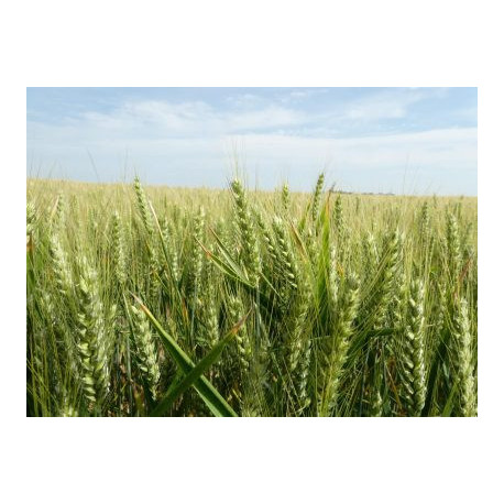 Blé RGT CAPEXO (Bio)