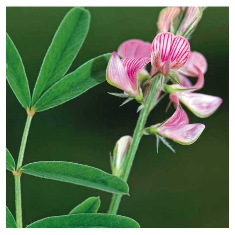 Sainfoin simple en cosse ALBION