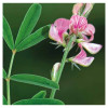 Sainfoin simple en cosse ALBION