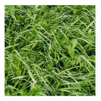 Mélange QUALI HERB' PAC LEGUMINEUSES