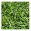 Mélange QUALI HERB' PAC LEGUMINEUSES