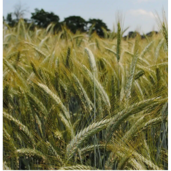 Triticale TRITIMIX 2027