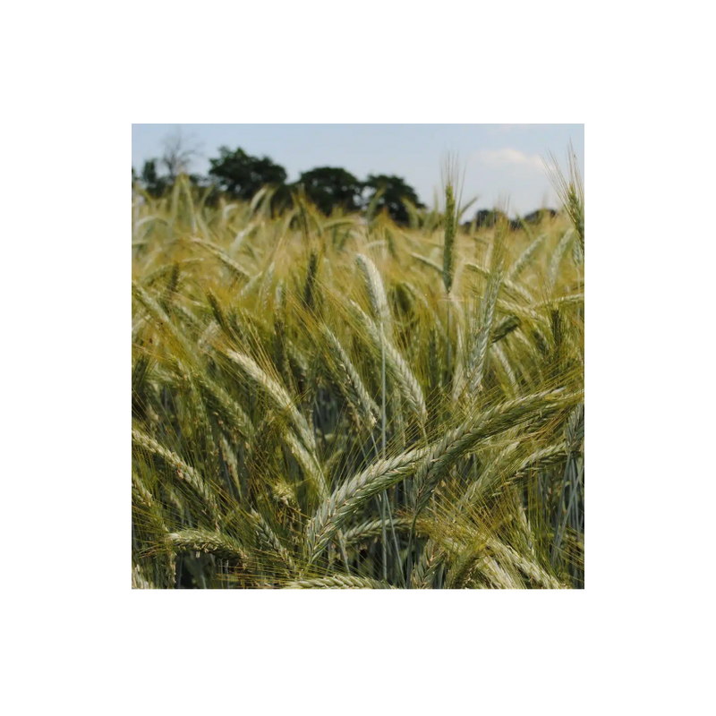 Triticale TRITIMIX 2027 Triticale TRITIMIX 2027