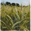 Triticale TRITIMIX 2027