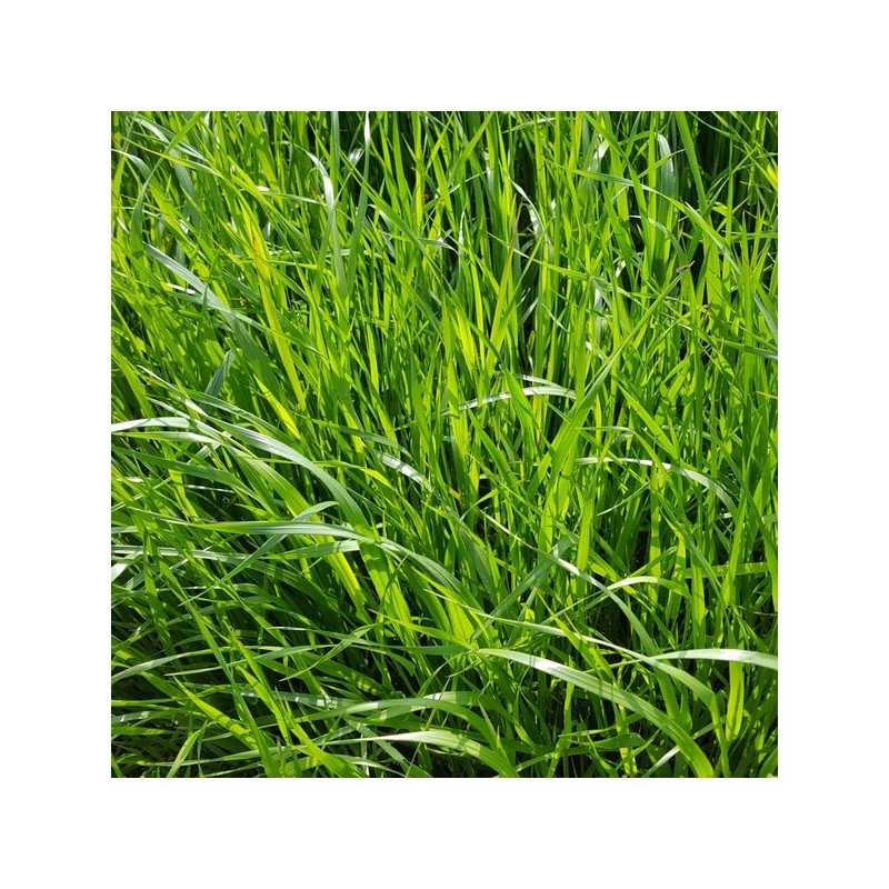 RGI 2N alternatif ESTANZUELA 284, Ray-grass d'Italie