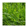 RGI 2N alternatif ESTANZUELA 284, Ray-grass d'Italie
