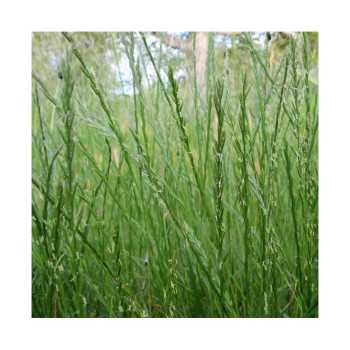 RGA 2N Intermédiaire GUNTA, Ray-grass Anglais