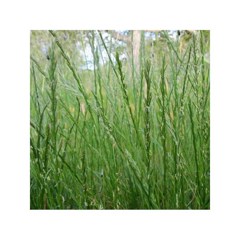 RGA 2N Intermédiaire GUNTA, Ray-grass Anglais