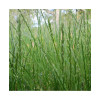 RGA 2N Intermédiaire GUNTA, Ray-grass Anglais