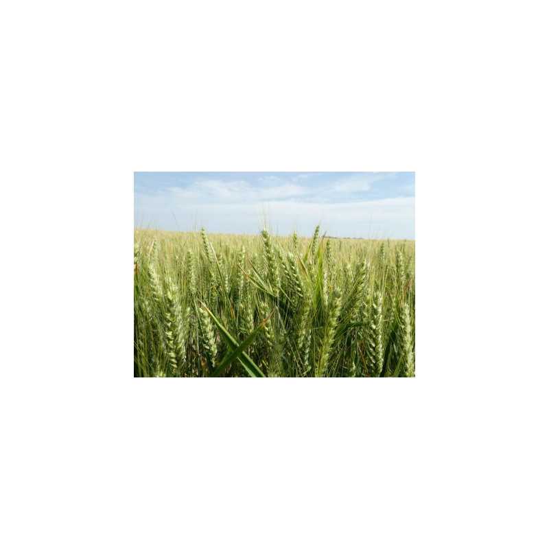 Blé RGT CAPEXO (Bio)
