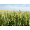 Blé RGT CAPEXO (Bio)