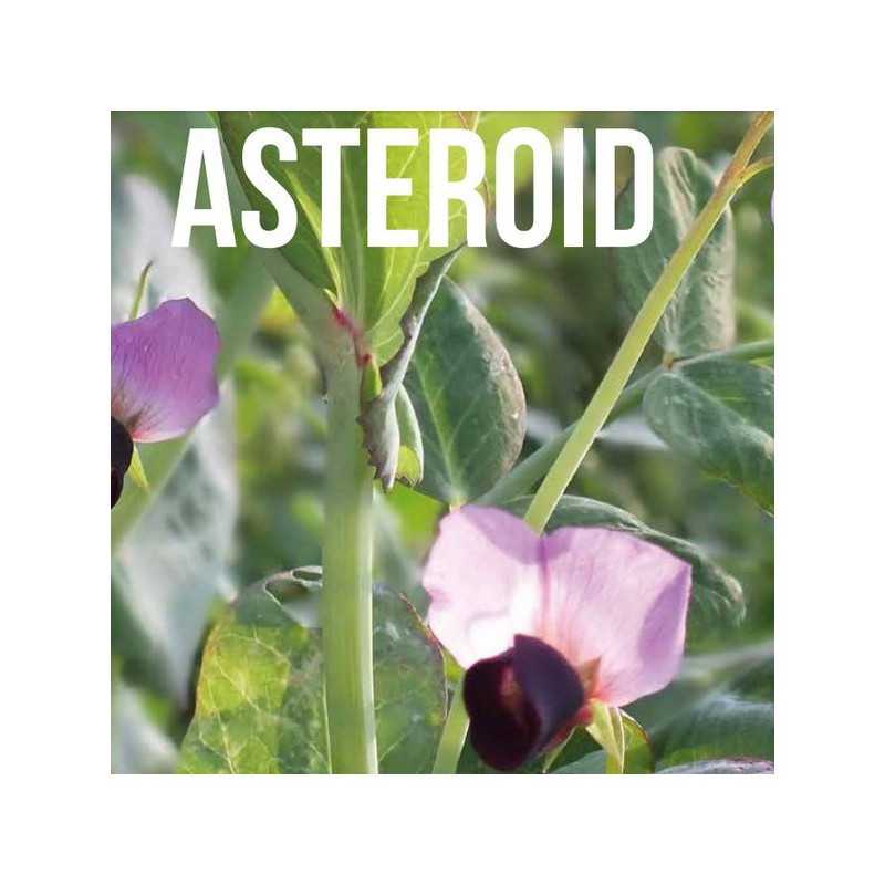 Pois fourrager hiver ASTEROID Pois fourrager hiver ASTEROID