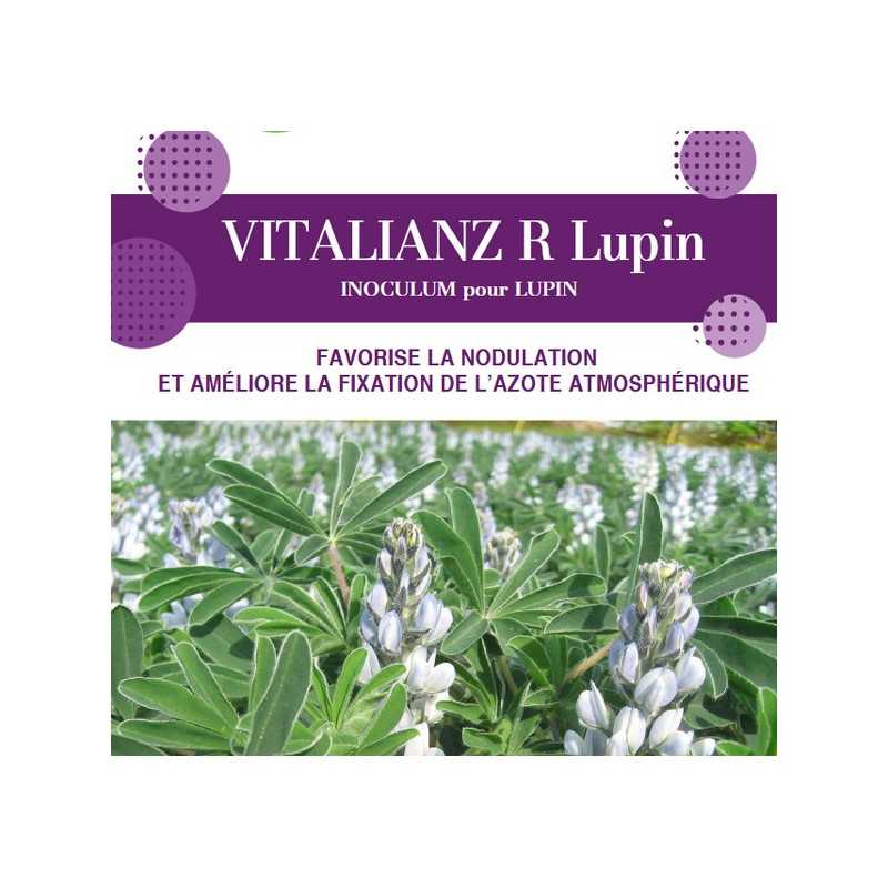 Inoculum Lupin VITALIANZ R Inoculum Lupin VITALIANZ R