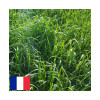 RGH 4N EVERIAL Bio, Ray-grass Hybride Bio