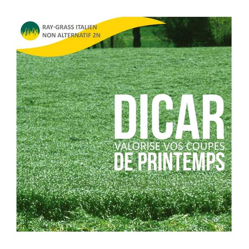 RGI 2N non-alternatif DICAR, Ray-grass d'Italie