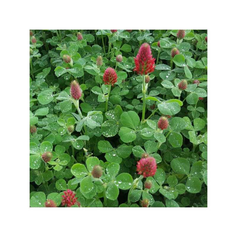 Trèfle incarnat REDHEAD Bio