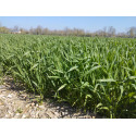 26305-Traité T6 + Latitude - Big dose 12 M gr