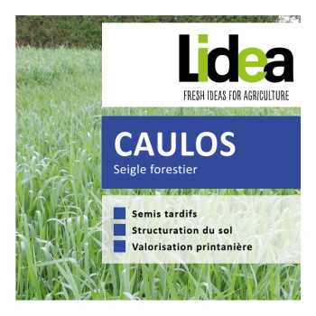 Seigle forestier CAULOS bio