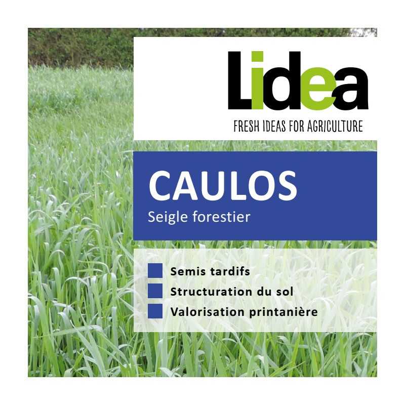Seigle forestier CAULOS bio