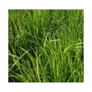 RGI 2N non-alternatif Bio STAR, Ray-grass d'Italie