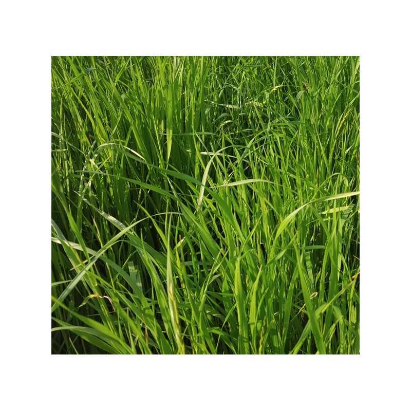 RGI 2N non-alternatif Bio STAR, Ray-grass d'Italie RGI 2N non-alternatif Bio STAR, Ray-grass d'Italie