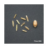 RGI 2N non-alternatif Bio STAR, Ray-grass d'Italie