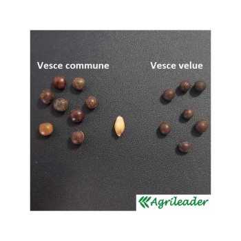 Vesce velue Bio PAULA
