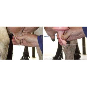 Louve STALLION compartimentée - 10pl/66L 