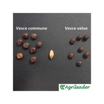 Vesce velue VILLANA