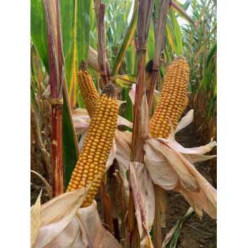 Maïs DKC3359 indice 220 Korit - D.50000gr