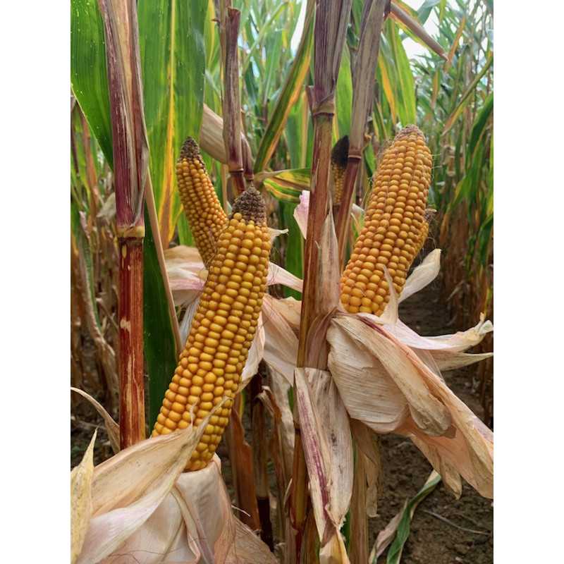 Maïs DKC3359 indice 220 Korit - D.50000gr