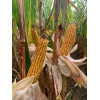 Maïs DKC3359 indice 220 Korit - D.50000gr
