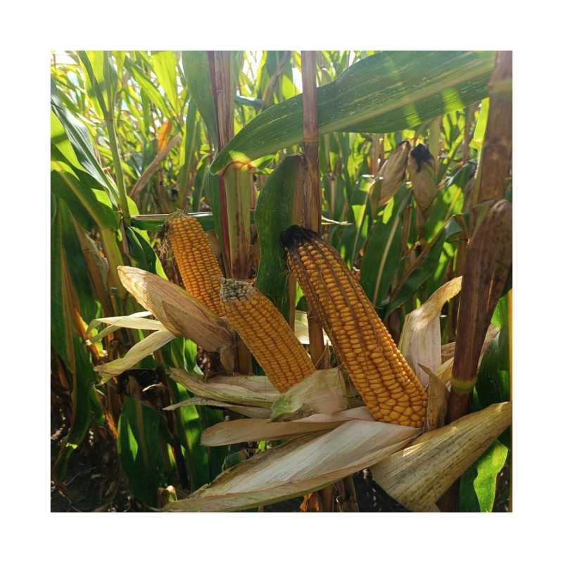 Maïs DKC 3434 (i.260-270) Korit - D.50000gr