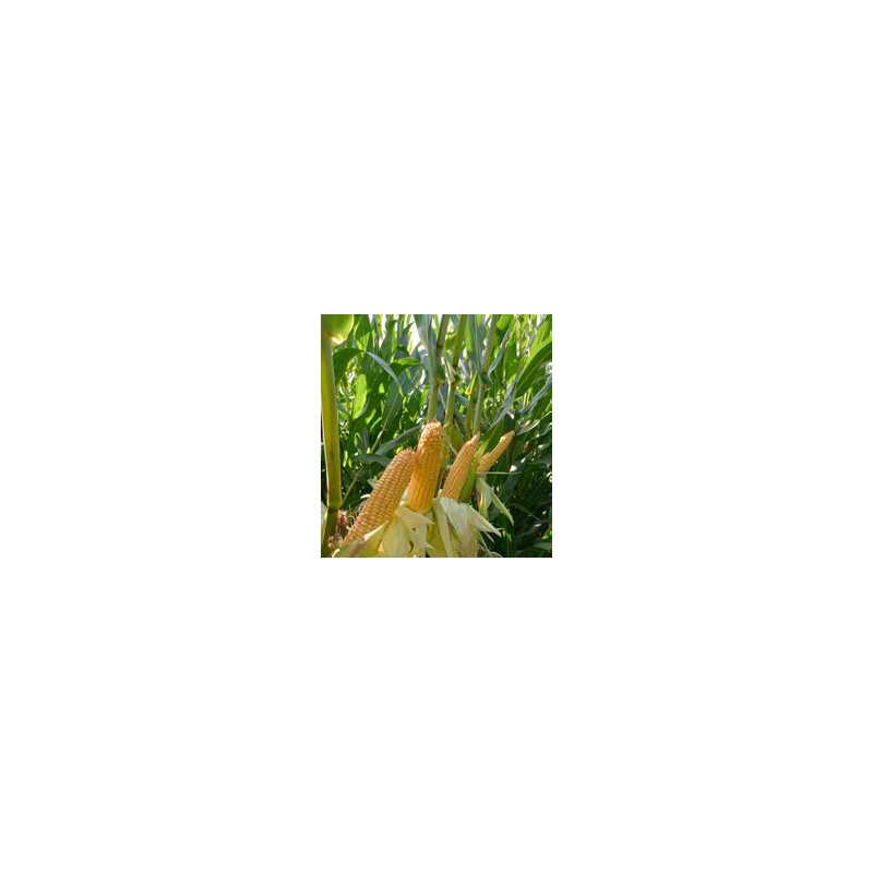 Maïs LG 31232 (i.230) - D.50000gr