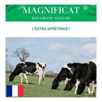 RGA 2N 1/2 tardif MAGNIFICAT, Ray-grass Anglais