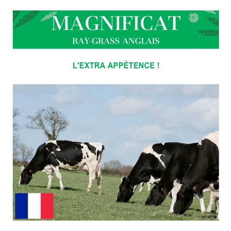 RGA 2N 1/2 tardif MAGNIFICAT, Ray-grass Anglais