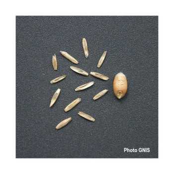 RGA 2N 1/2 tardif MAGNIFICAT, Ray-grass Anglais