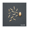 RGA 2N 1/2 tardif MAGNIFICAT, Ray-grass Anglais