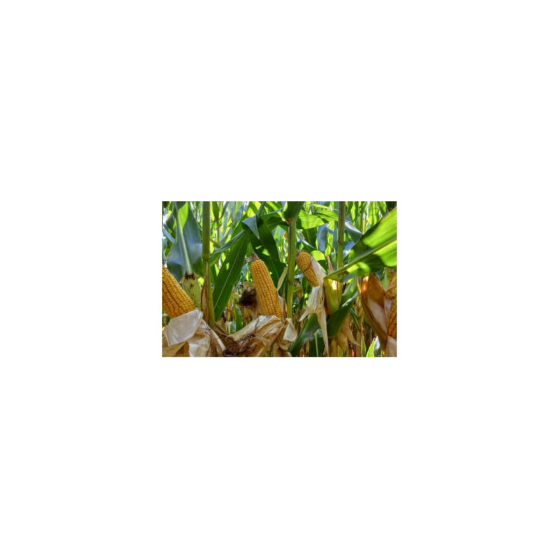 Maïs LID3130 (i.320) Korit - D.50000gr