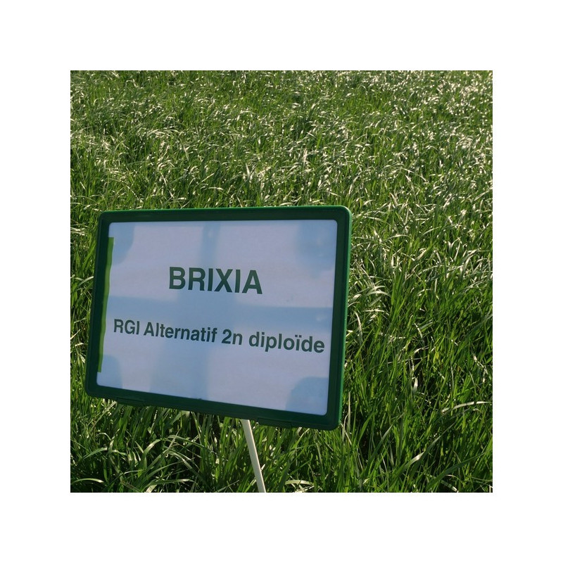 RGI 2N alternatif BRIXIA, Ray-grass d'Italie RGI 2N alternatif BRIXIA, Ray-grass d'Italie