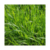 RGI 2N alternatif BRIXIA, Ray-grass d'Italie