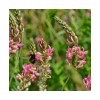 Sainfoin double en cosse